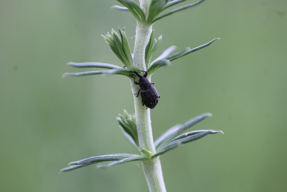 Notaris acridulus - közönséges sásormányos