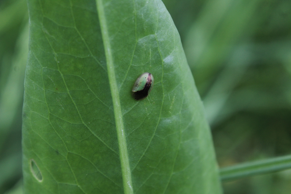 Cassida
