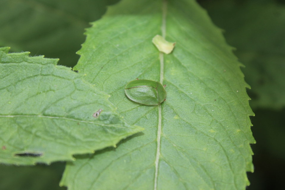 Cassida viridis - zöld pajzsbogár Cassida viridis - zöld pajzsbogár