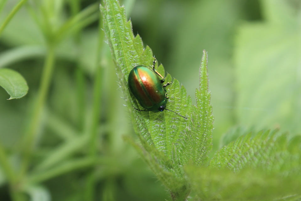 Chrysolina graminis - zöld varádicslevelész