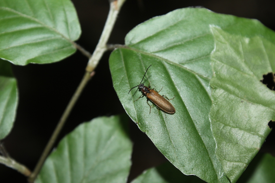Denticollis linearis - dülledtszemű pattanó