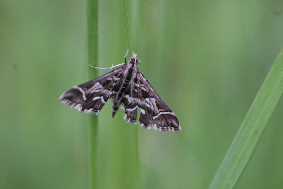 Diasemia reticularis - betűmintás tűzmoly