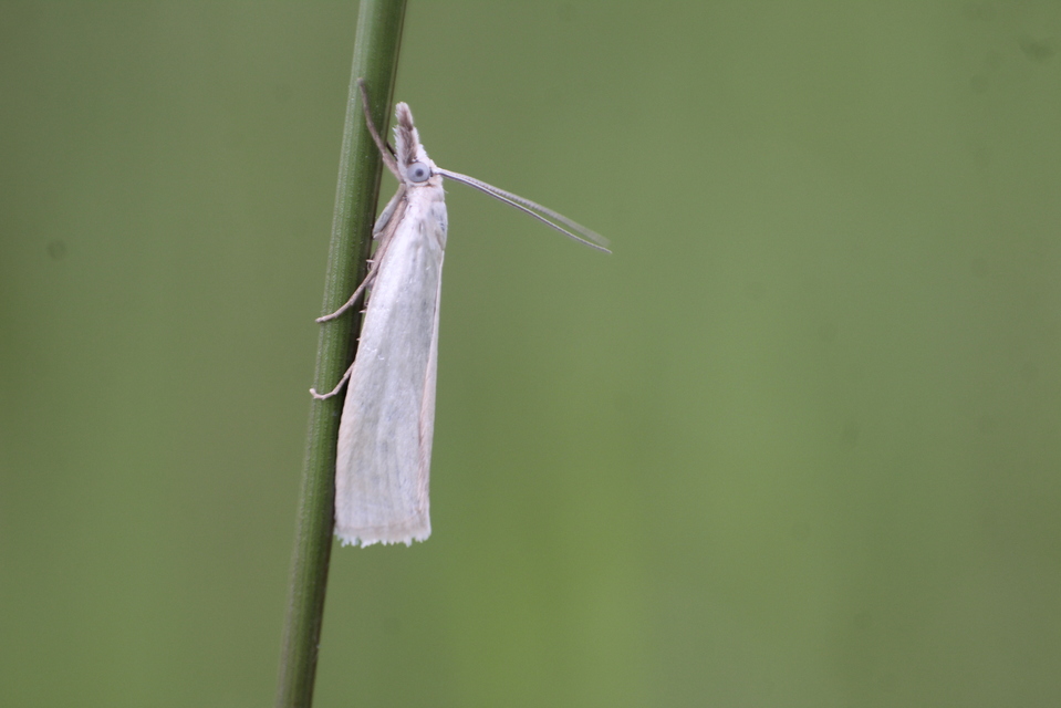 Crambus perlella - gyöngyházas fűgyökérmoly