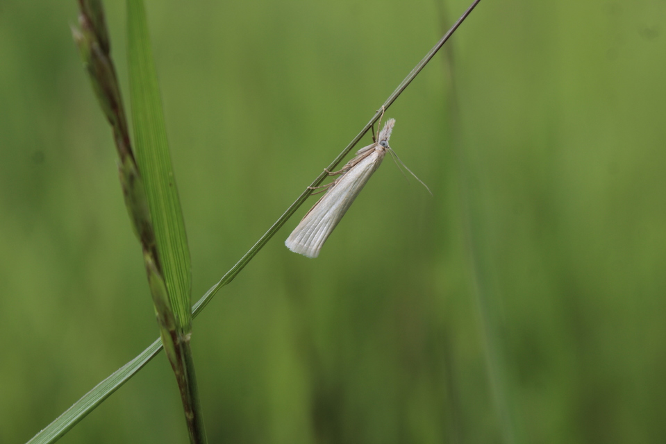 Crambus perlella - gyöngyházas fűgyökérmoly