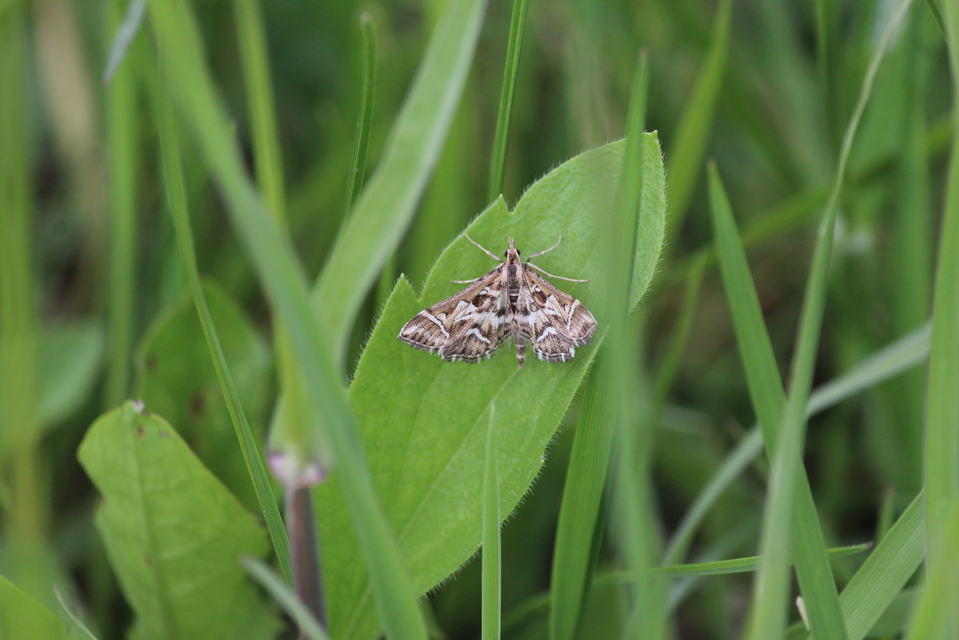 Diasemia reticularis - betűmintás tűzmoly