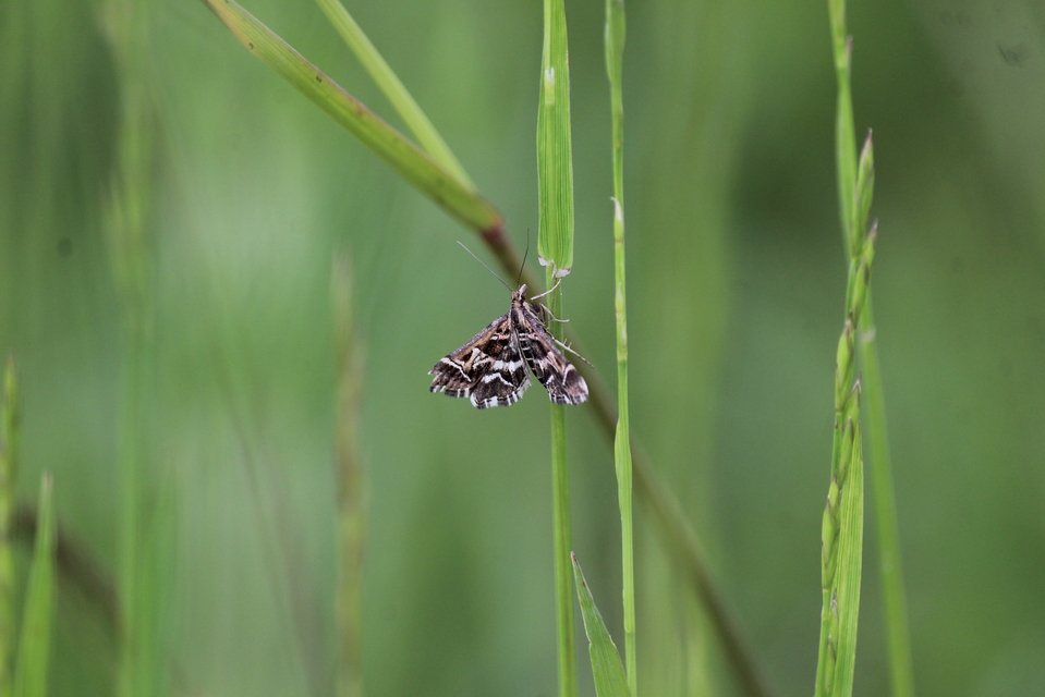 Diasemia reticularis - betűmintás tűzmoly