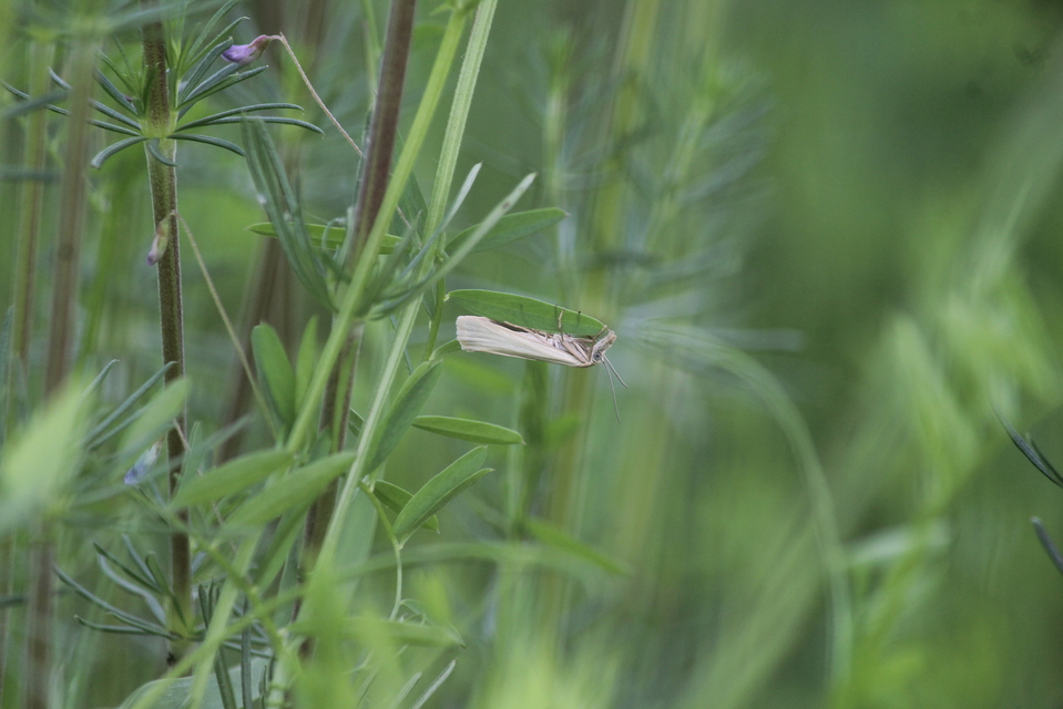 Crambus perlella - gyöngyházas fűgyökérmoly