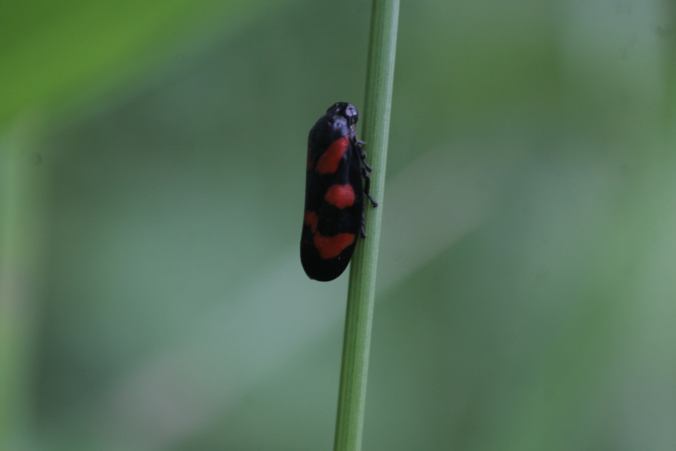 Cercopis vulnerata
