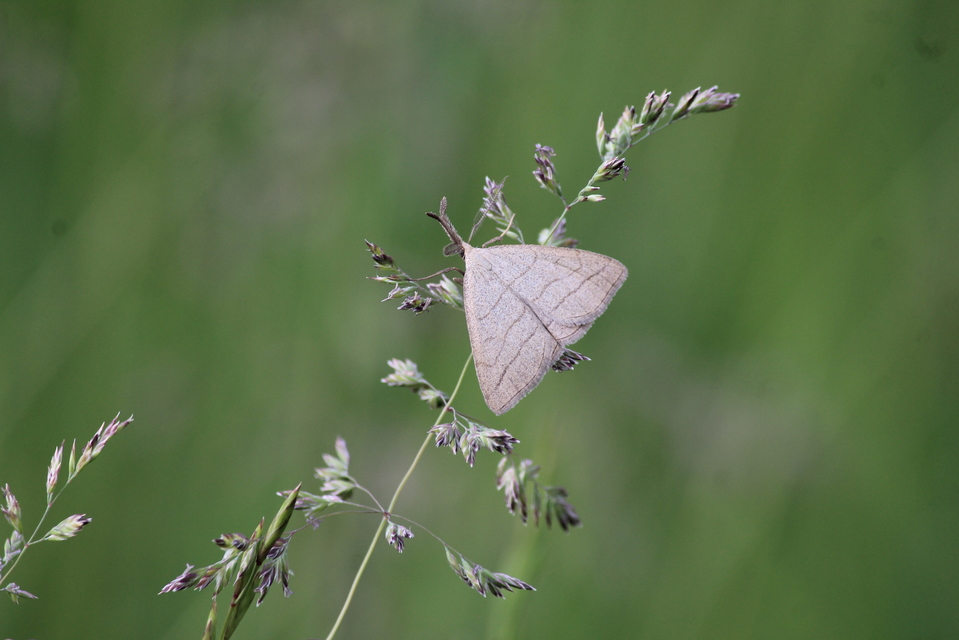 Polypogon tentacularia - sötétaljú karcsúbagoly