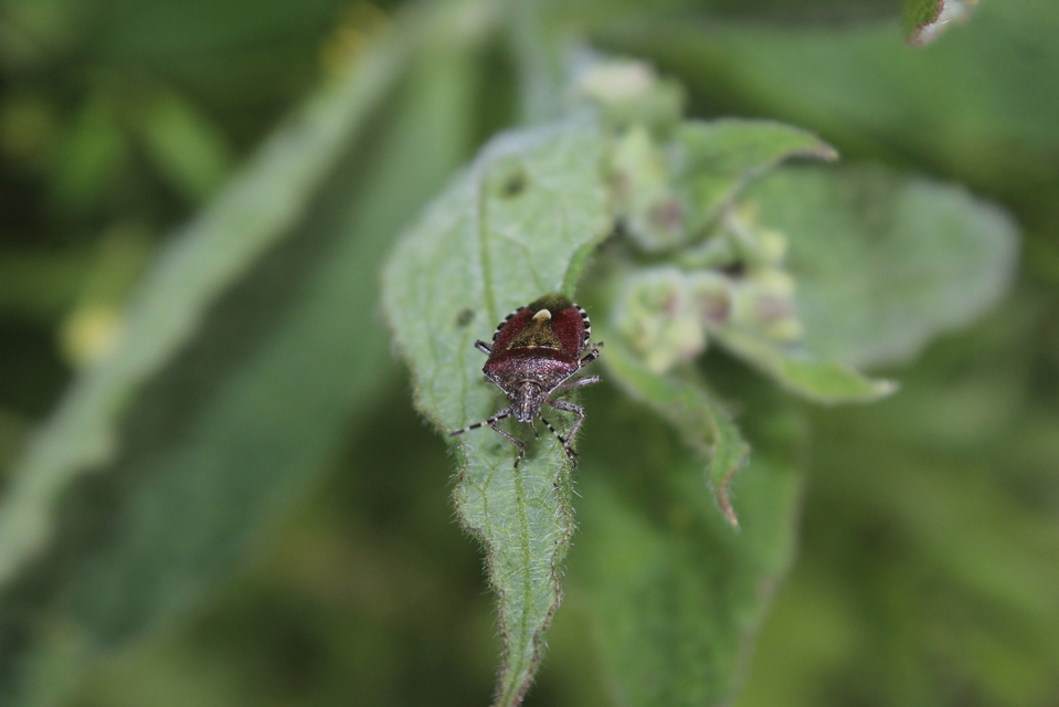 Dolycoris baccarum - közönséges bogyómászó-poloska Dolycoris baccarum - közönséges bogyómászó-poloska