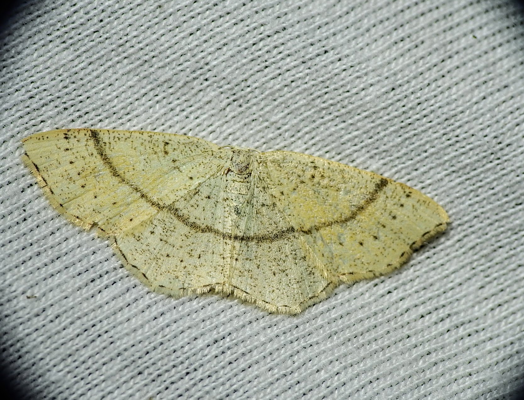 Cyclophora suppunctaria - szemcsés pettyesaraszoló
