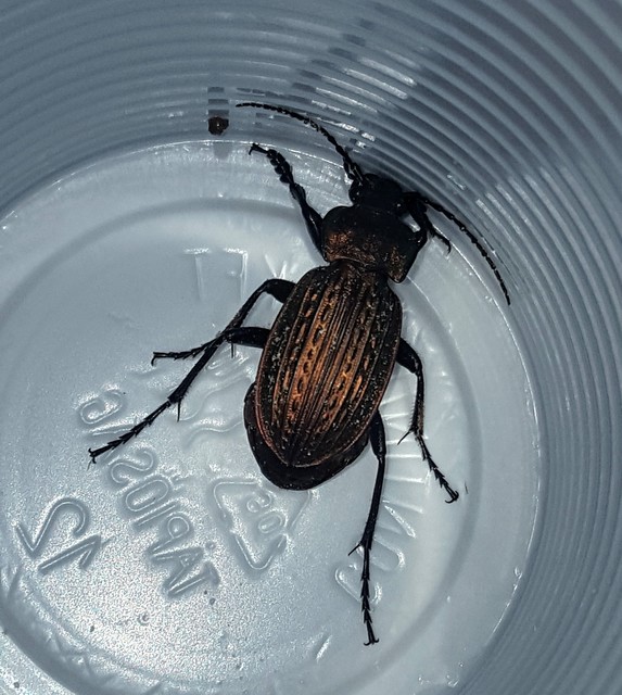 Carabus ulrichii - rezes futrinka Carabus ulrichii - rezes futrinka