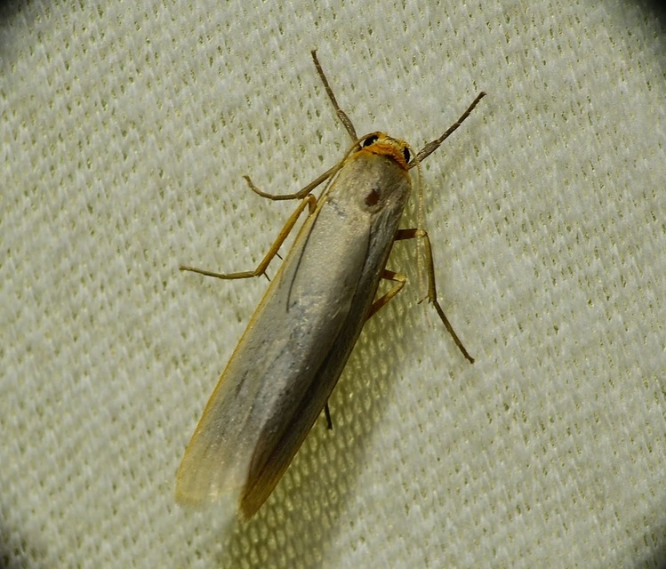 Eilema