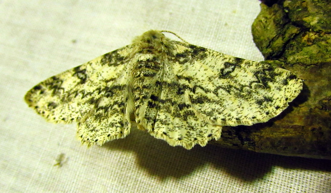 Ascotis selenaria - holdas faaraszoló