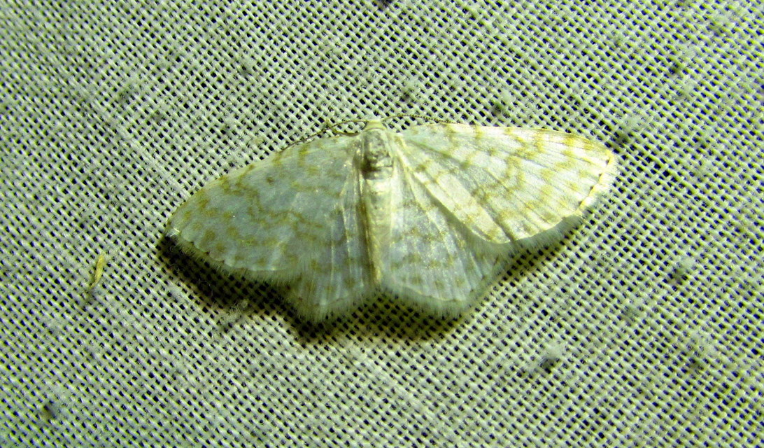 Asthena albulata - gyertyán-fehéraraszoló