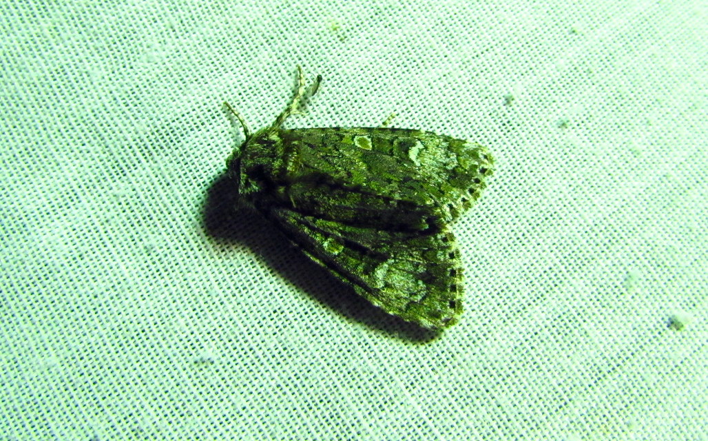 Craniophora ligustri - fagyalbagoly
