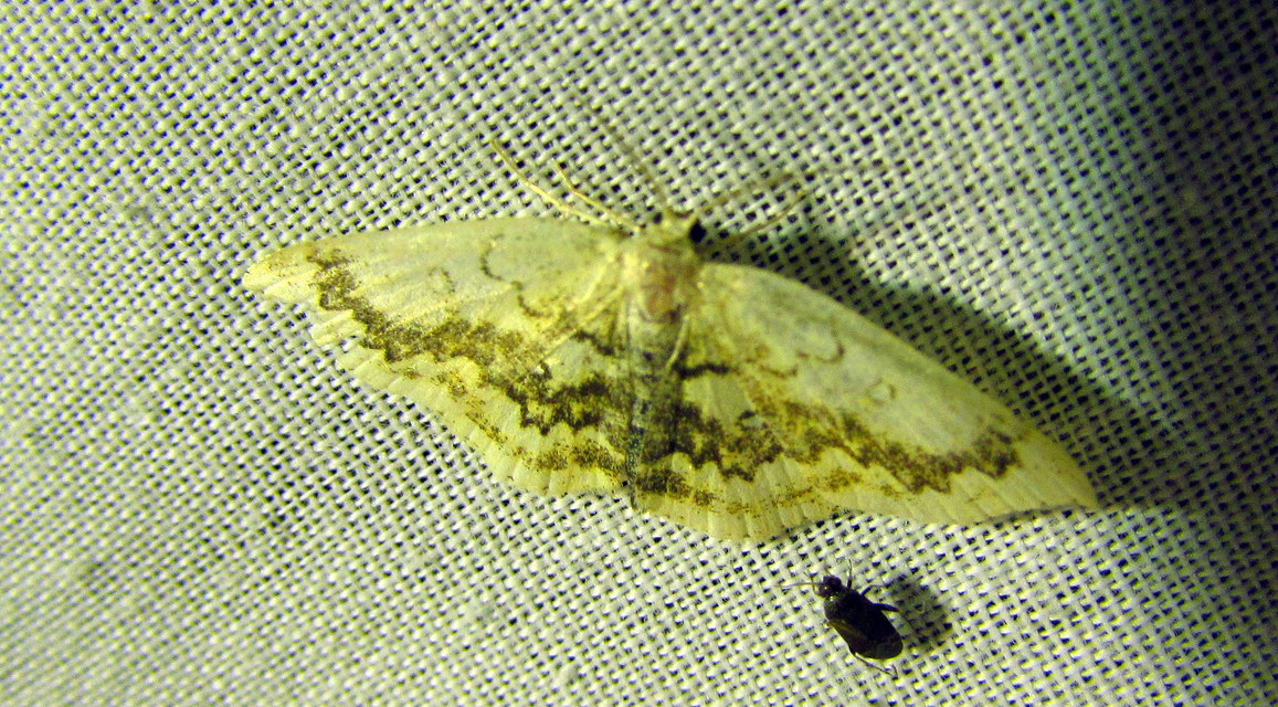 Cyclophora annularia - gyűrűs pettyesaraszoló