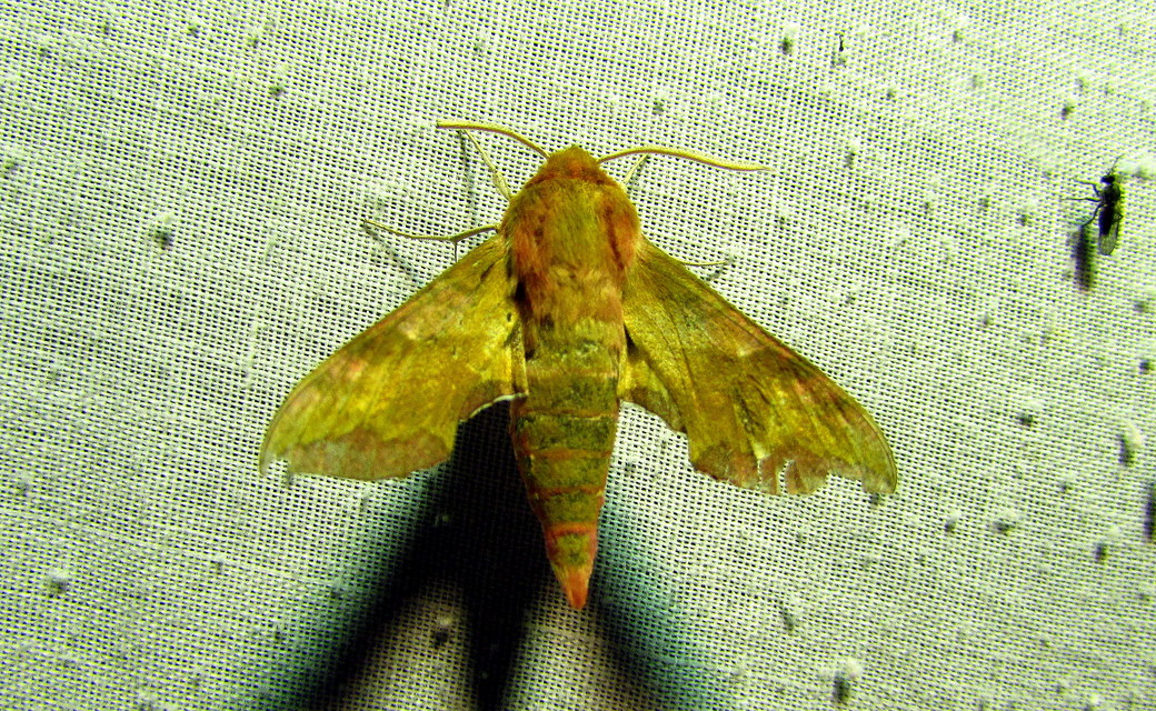 Deilephila porcellus - piros szender