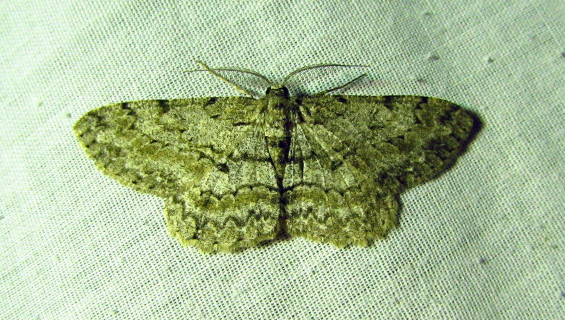 Hypomecis punctinalis - pettyes faaraszoló