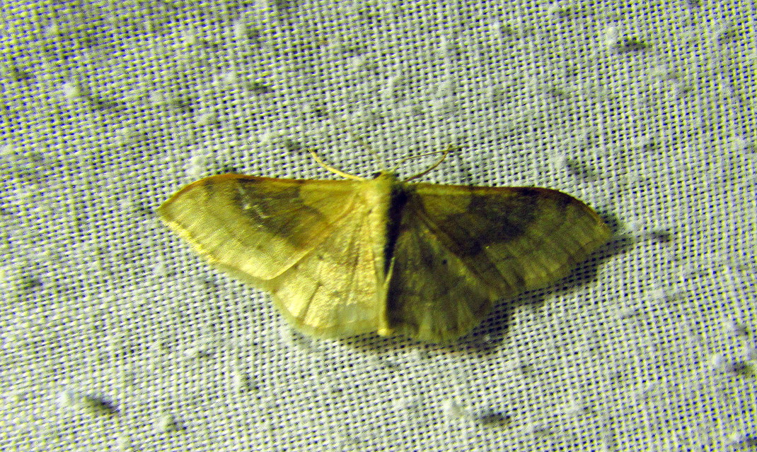 Idaea degeneraria - barnasávos araszoló