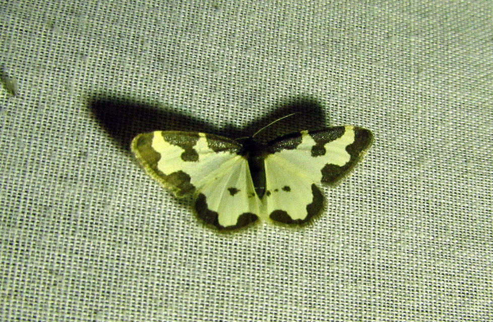 Lomaspilis marginata - szegélyes nyárfaaraszoló