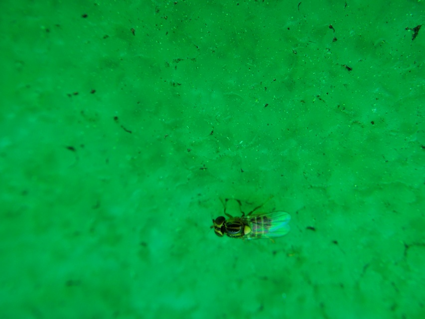 Chloropidae - gabonalegyek