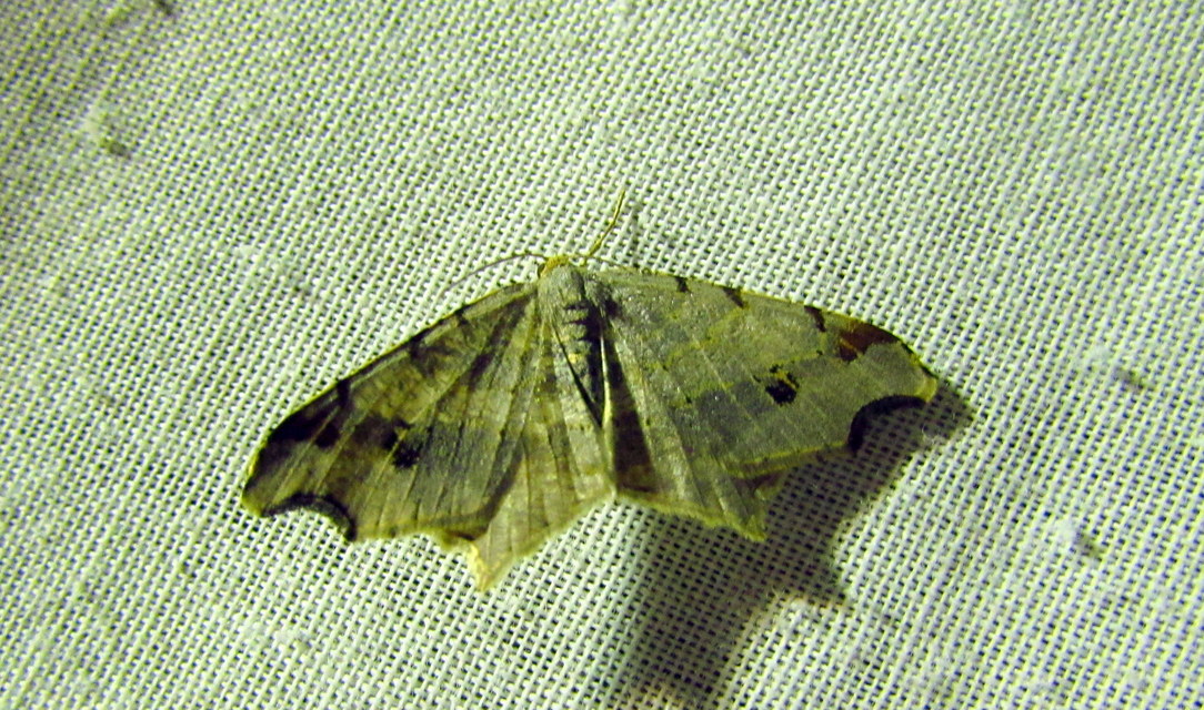 Macaria alternata - közönséges szürkearaszoló