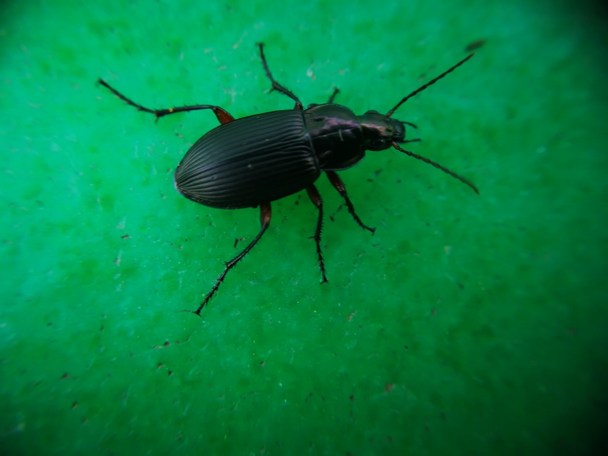 Poecilus cupreus - rezes gyászfutó