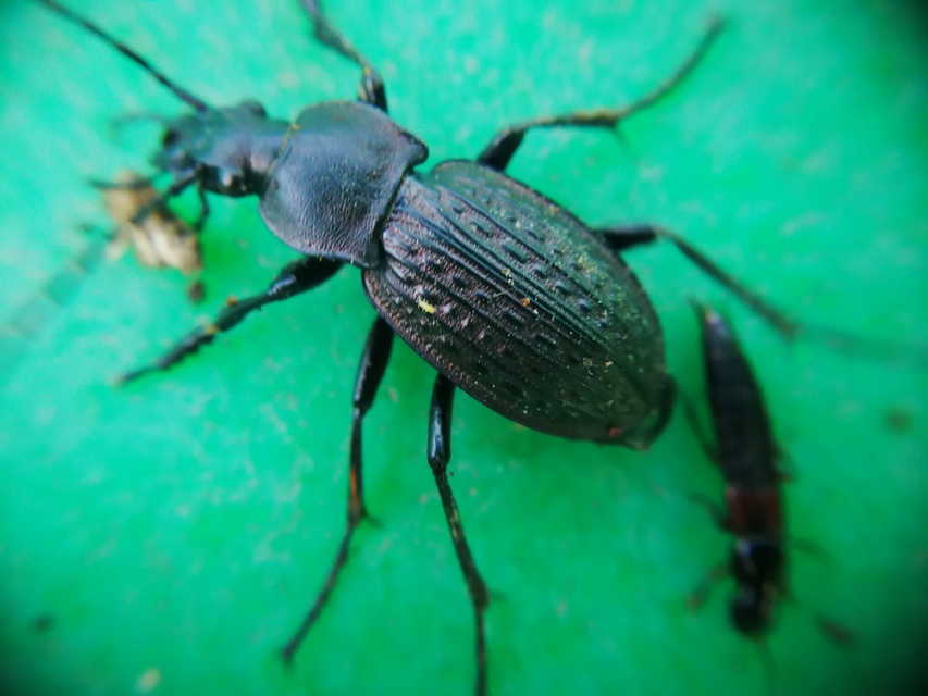 Carabus cancellatus - ragyás futrinka