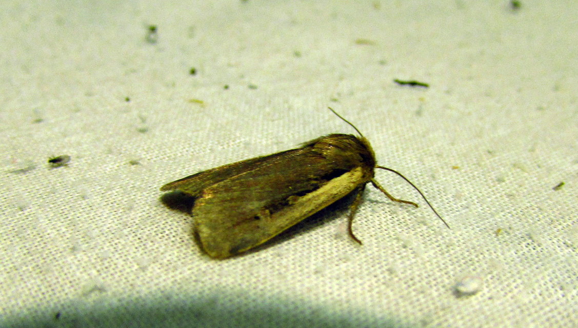Ochropleura plecta - fehérszegélyű fűbagoly