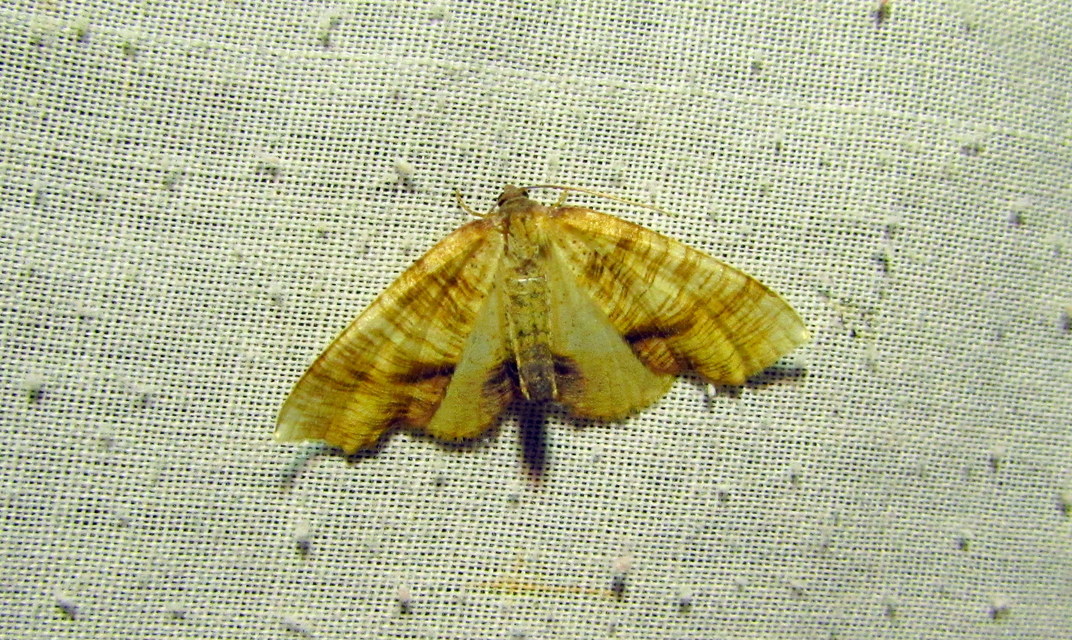 Plagodis dolabraria - baltaszárnyú araszoló