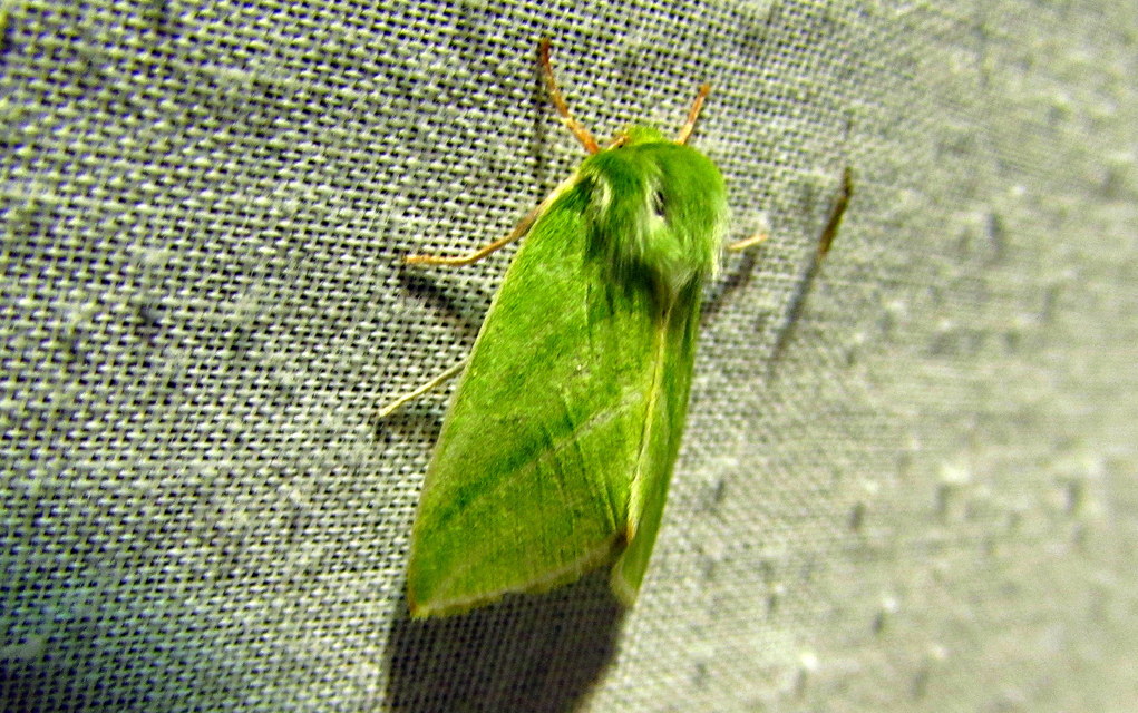 Pseudoips prasinana - bükkfa-zöldbagoly