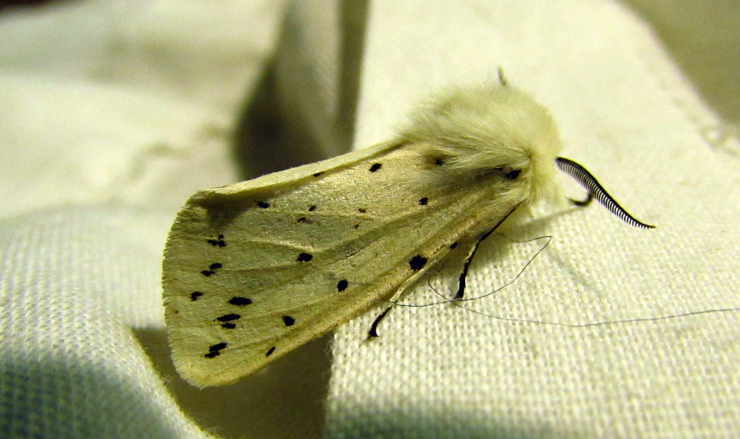 Spilosoma lubricipedum - tejszínű medvelepke