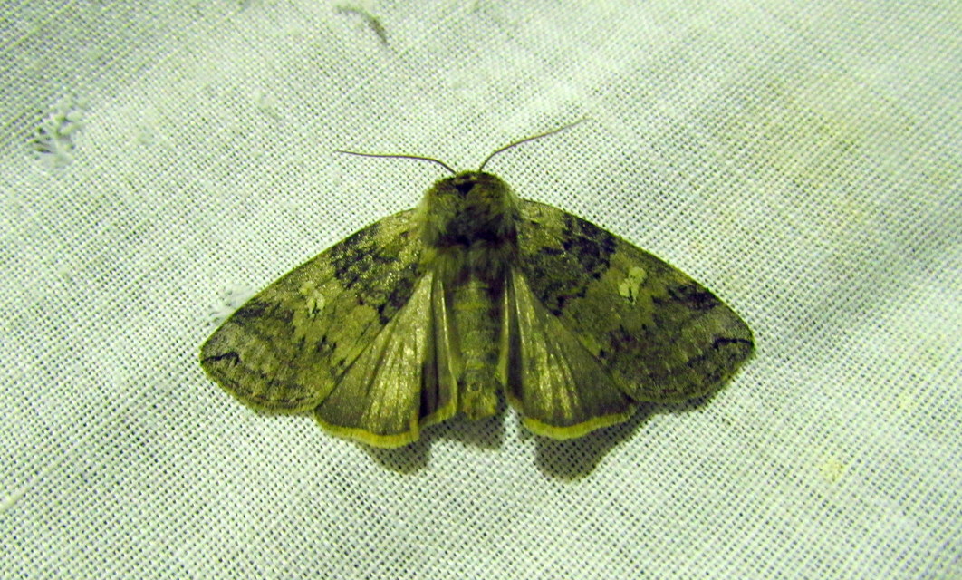 Tethea or - bélyeges pihésszövő