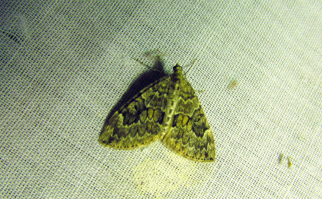 Thera variata/britannica