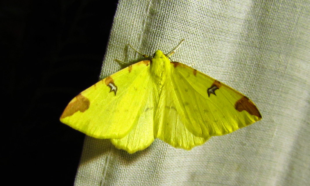 Opisthograptis luteolata - citromsárga araszoló