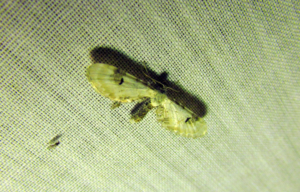 Eupithecia centaureata - búzavirág-törpearaszoló