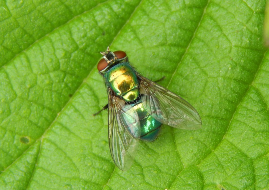 Lucilia