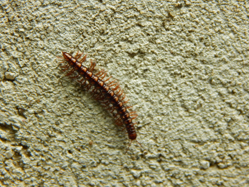 Diplopoda - Ikerszelvényesek