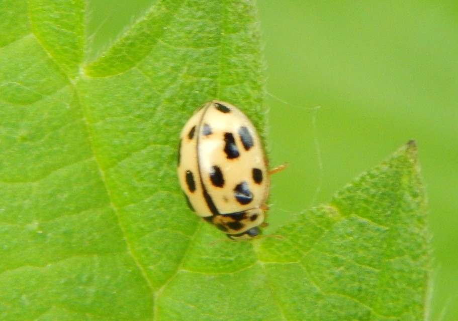 Propylea quatuordecimpunctata - tizennégypettyes füsskata