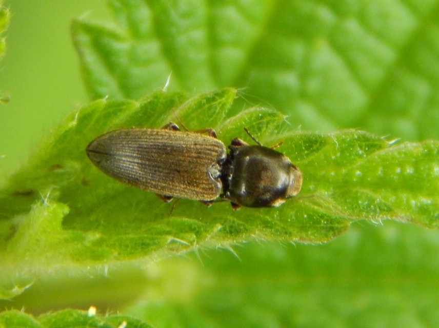 Dicronychus rubripes - kis szívespattanó