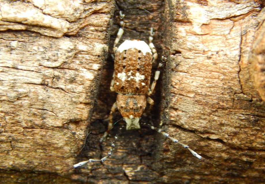 Platystomos albinus - nagybajuszú orrosbogár