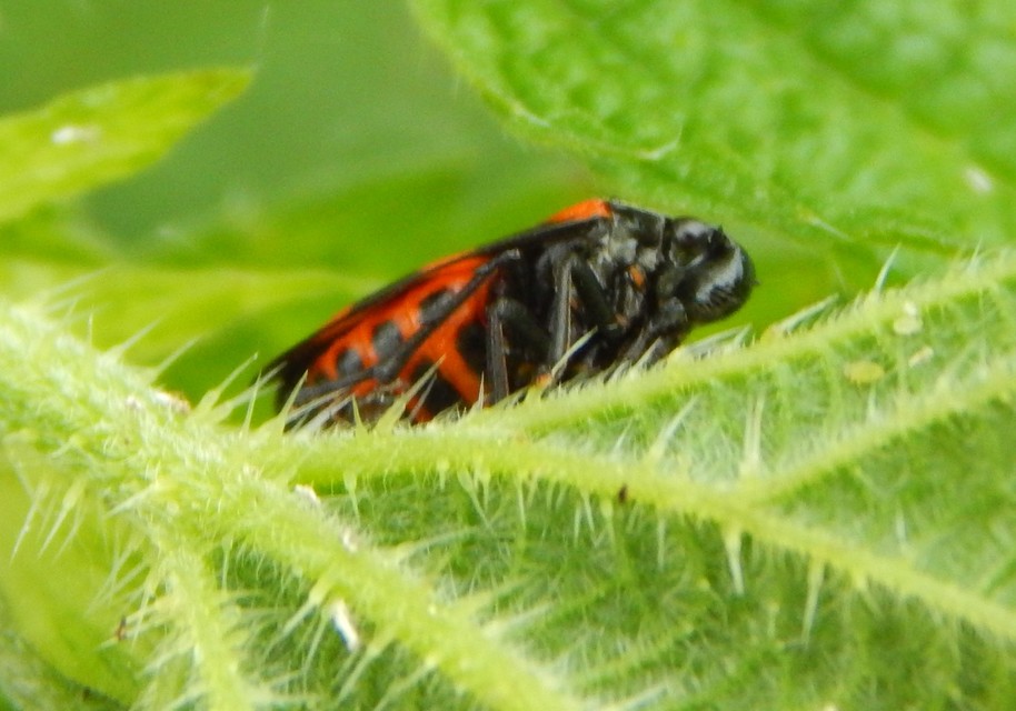 Cercopis sanguinolenta