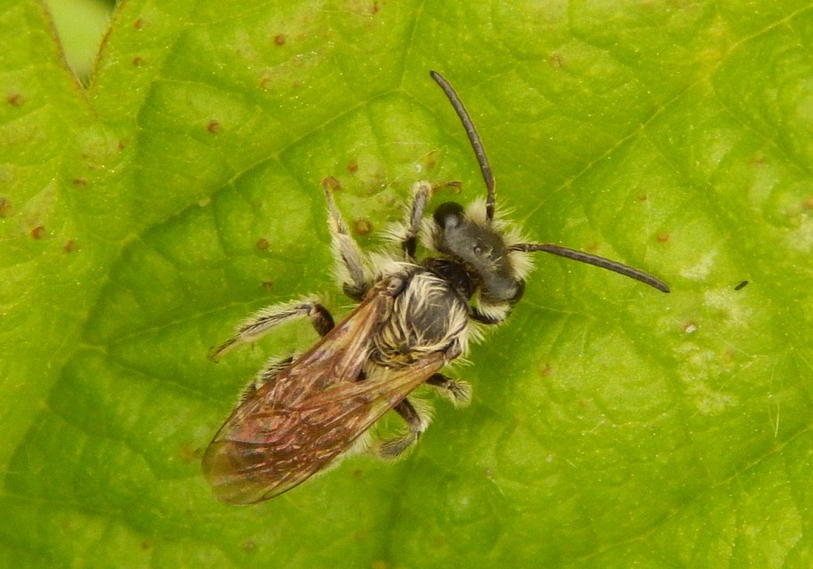Hymenoptera - Hártyásszárnyúak