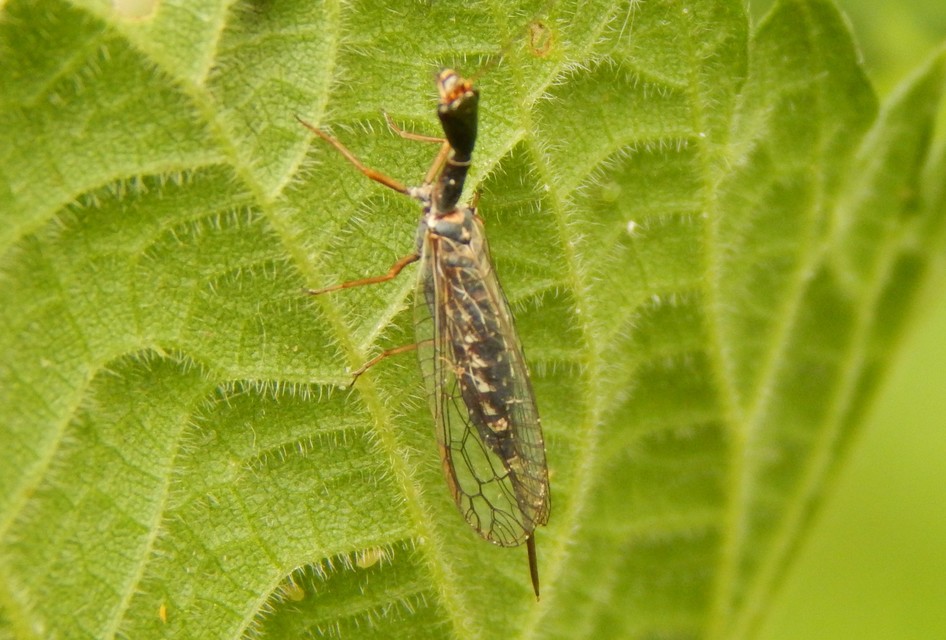 Raphidioptera - Tevenyakú-fátyolkák