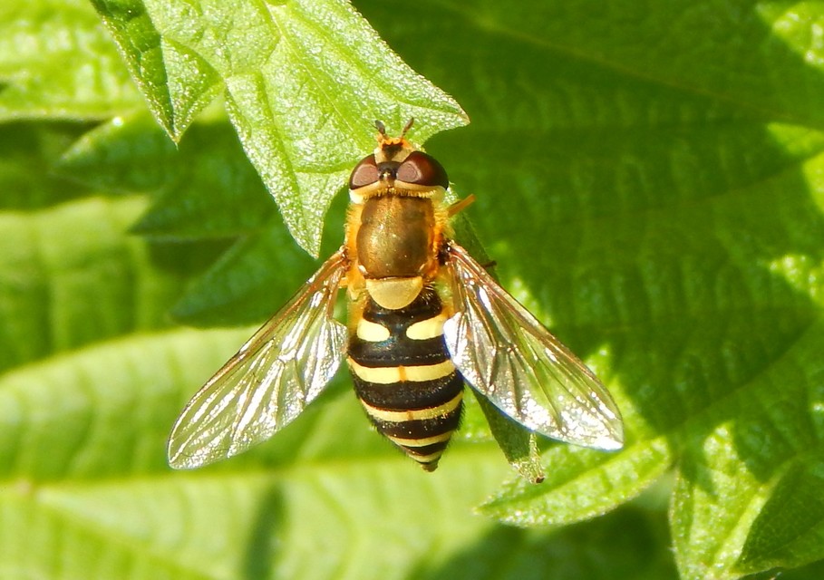 Syrphidae - zengőlegyek