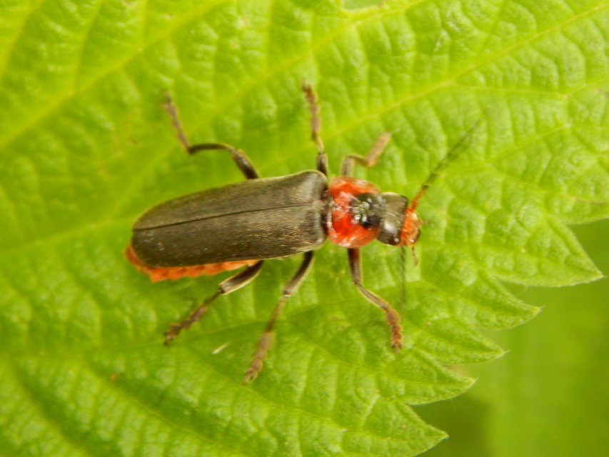 Cantharis fusca - közönséges lágybogár