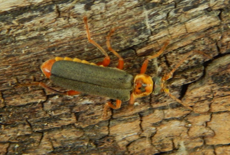 Cantharis nigricans - feketéllő lágybogár