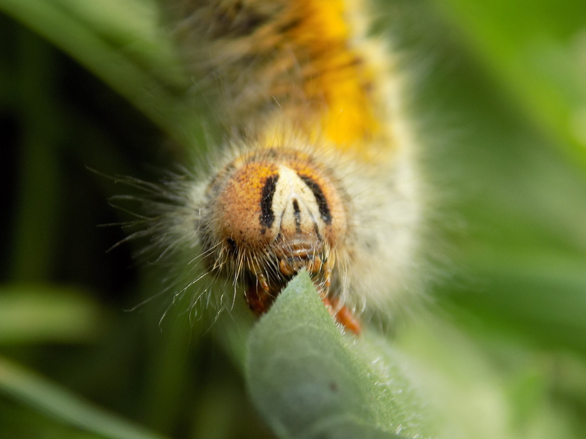 Lasiocampa trifolii - lóhereszövő