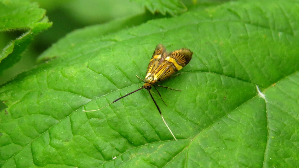 Nemophora degeerella - pompás tőrösmoly